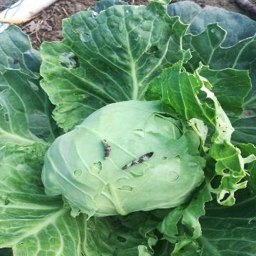 免烫高支棉条纹衬衣